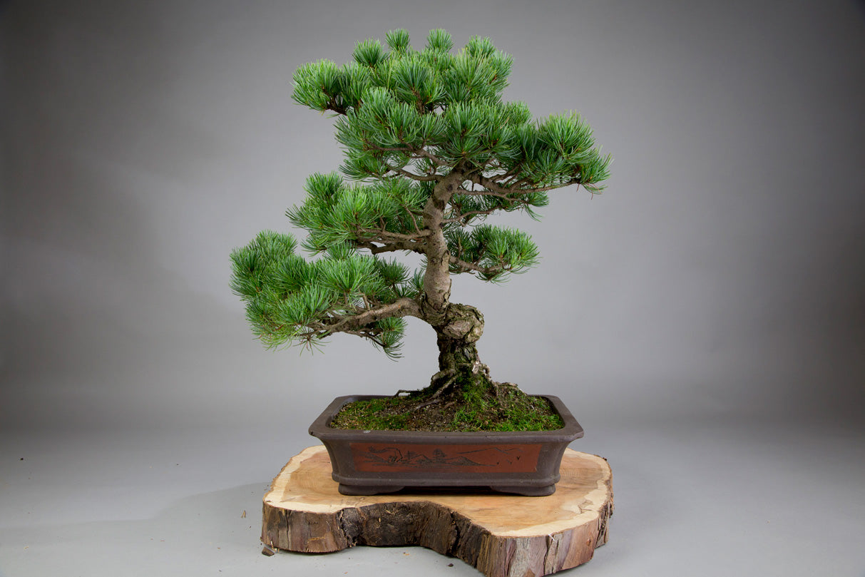 Bonsai
