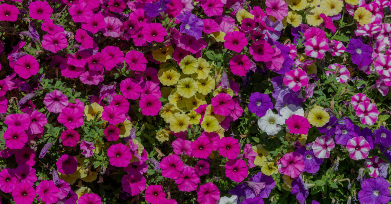 Petunias