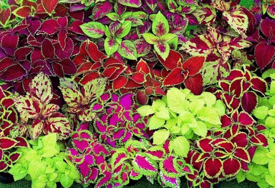 Coleus
