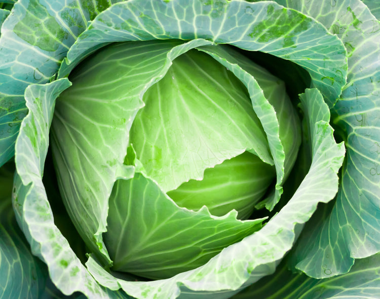 Cabbages