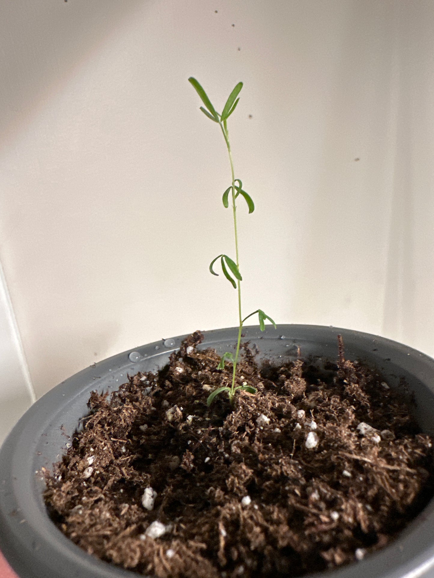 Purple Prairie  Clover