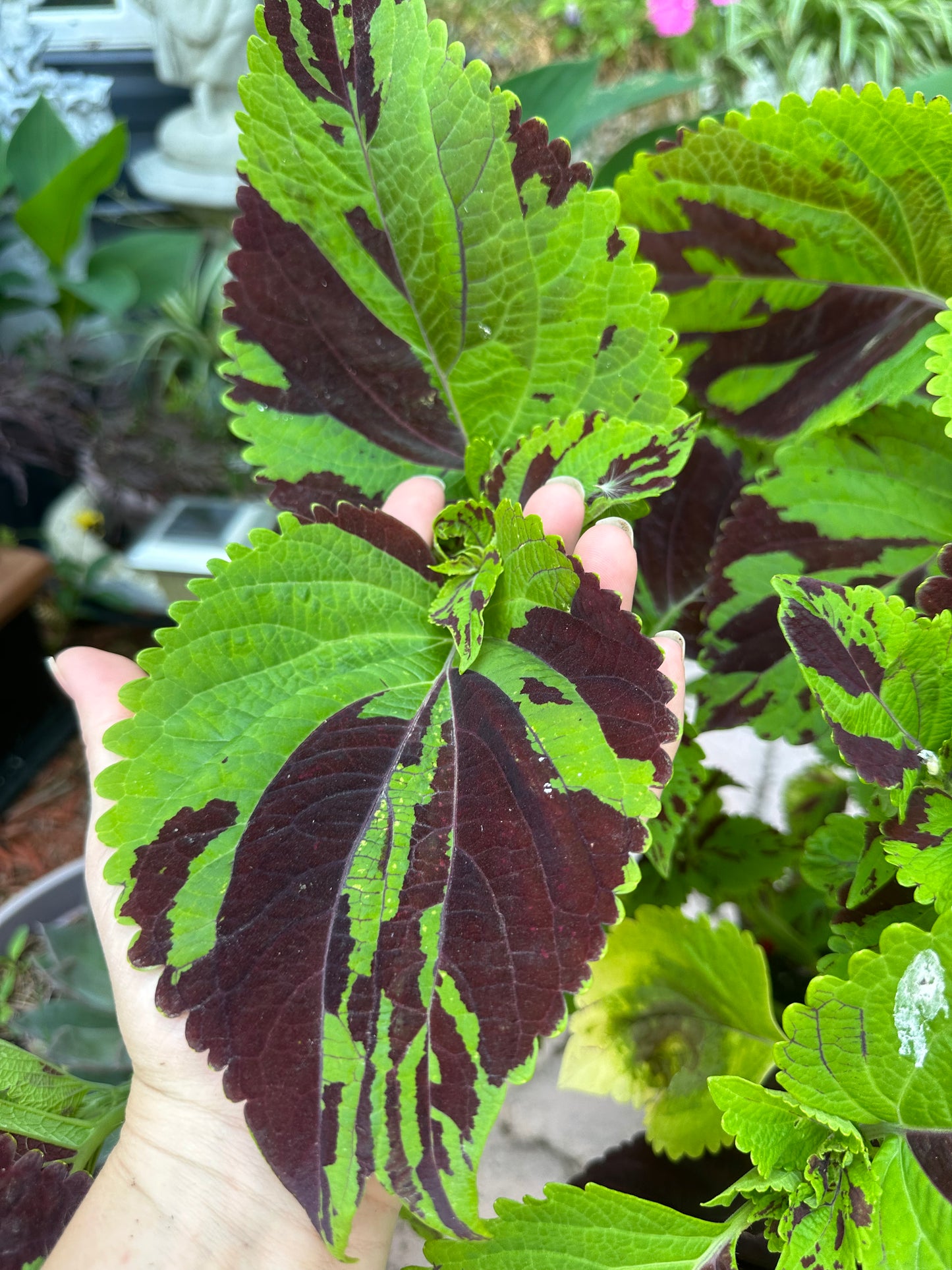 Coleus Chernobyl