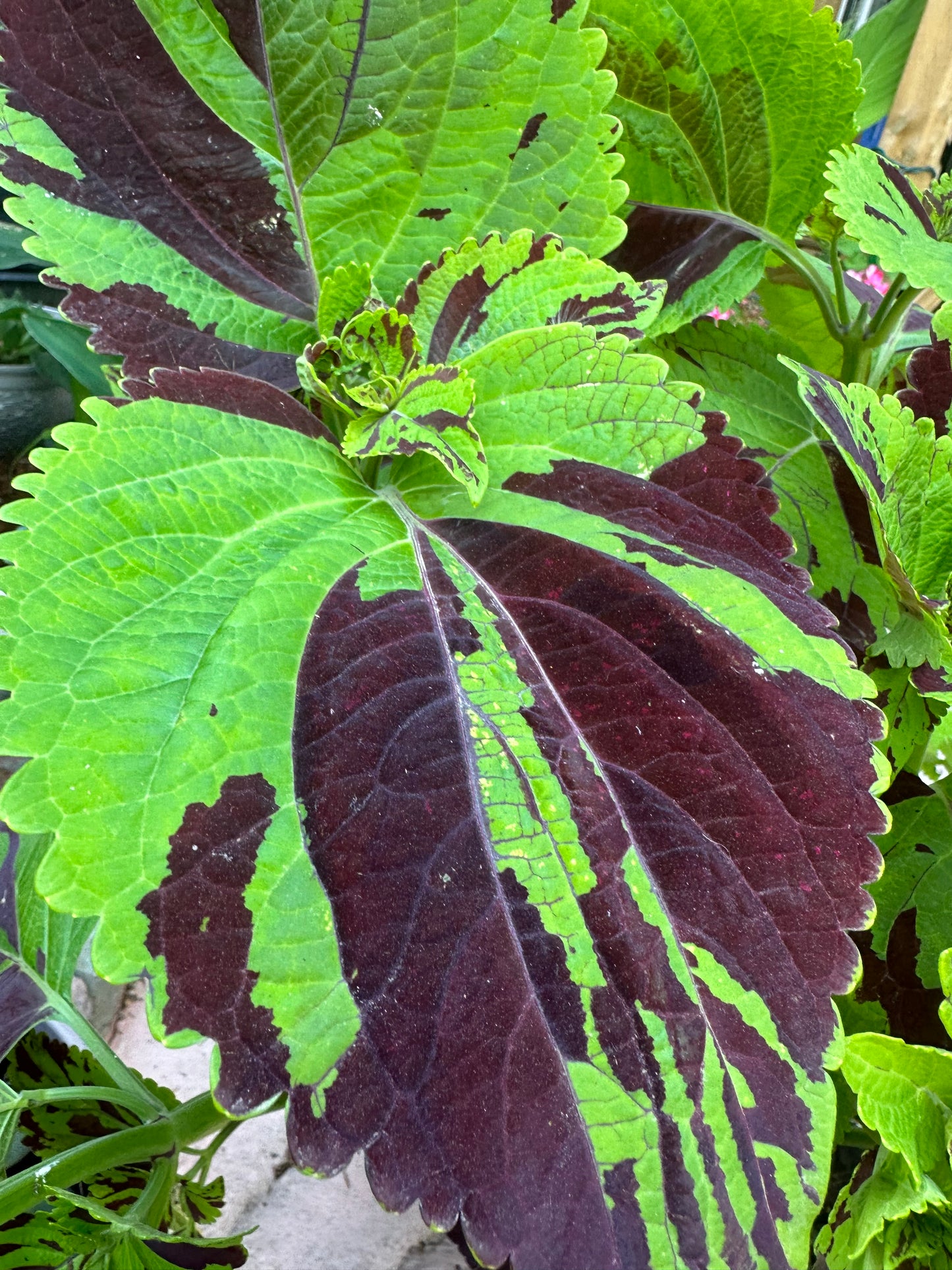 Coleus Chernobyl
