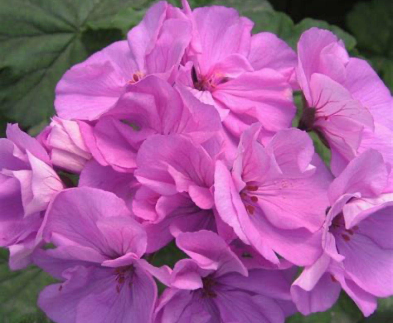 Geranium Multi bloom Lavender