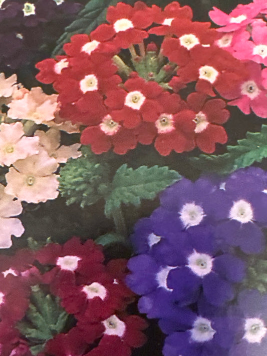Verbena Mix