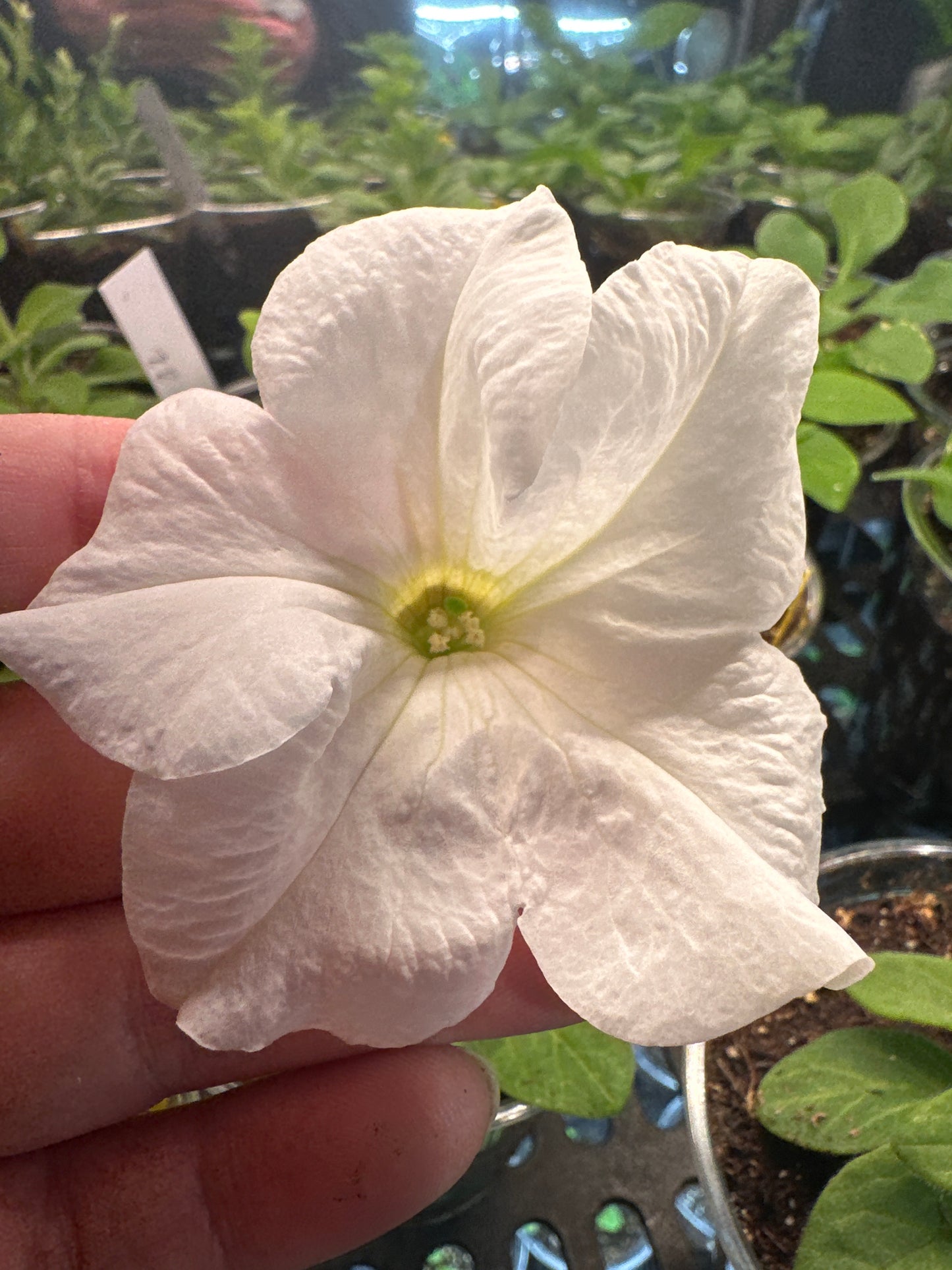 Petunia Súper cascade White