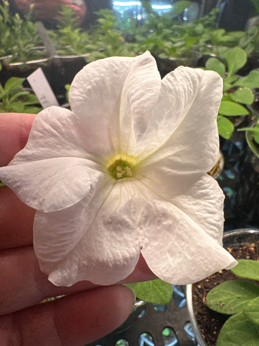 Petunia Súper cascade White