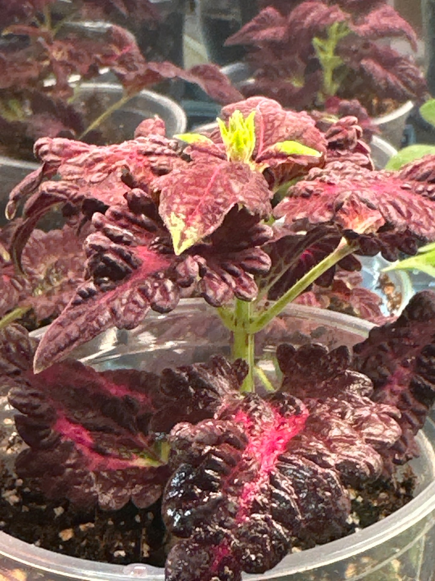 Red Dragon Coleus