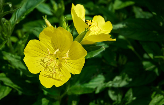 Common Evening Primrose (Oenothera biennis)