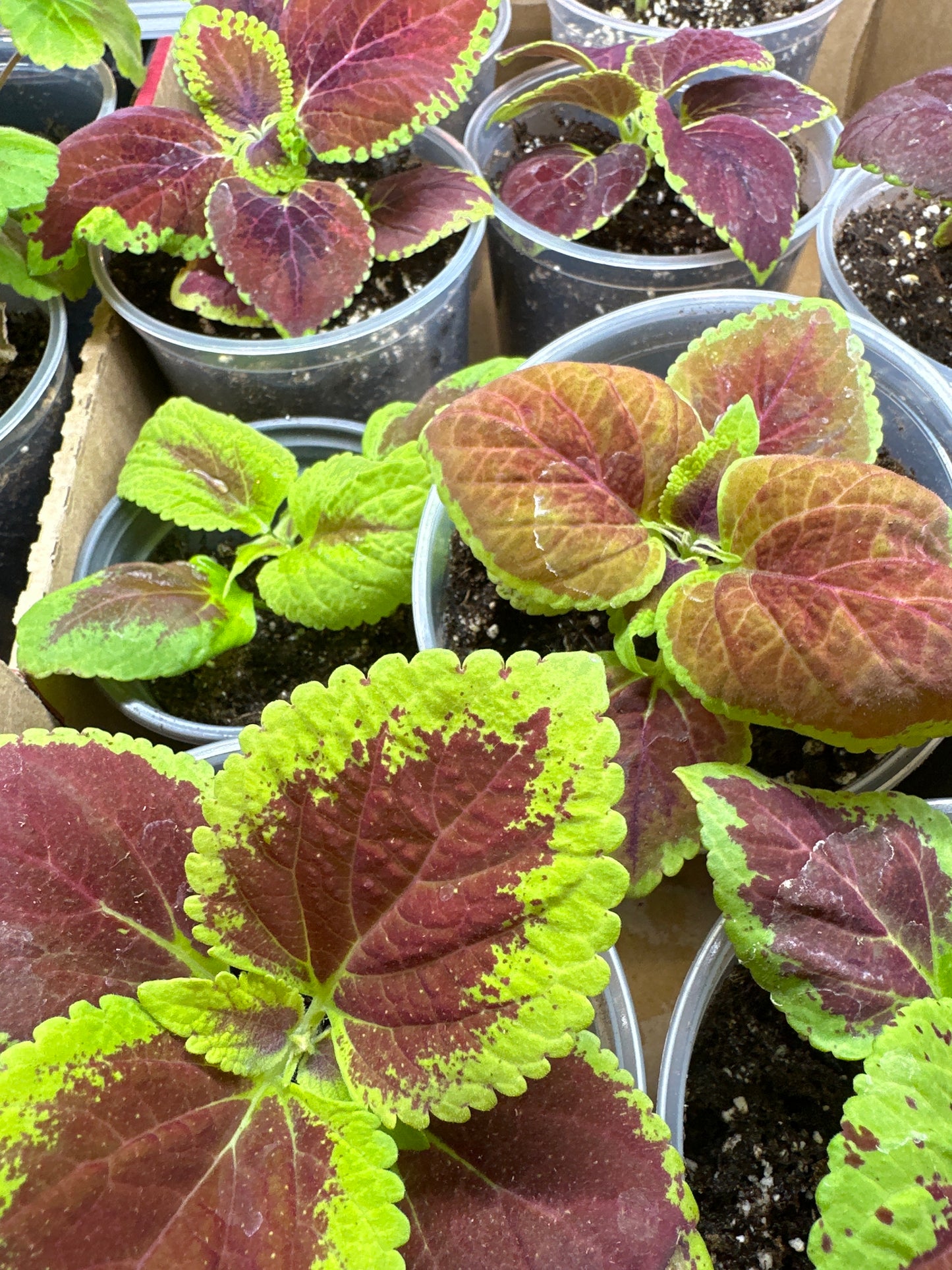 Coleus Heirloom Mix