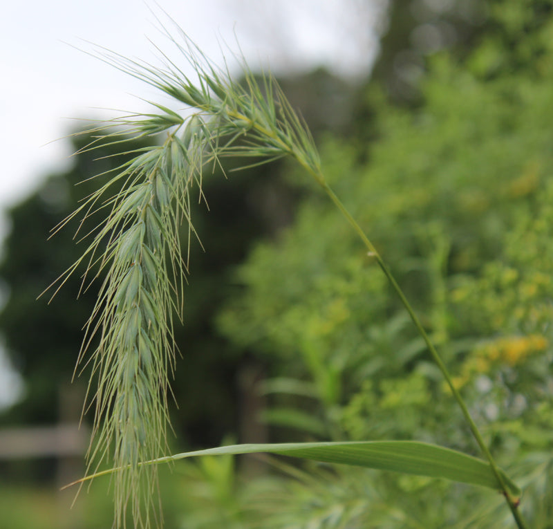 Canada Wild Rye Grass
