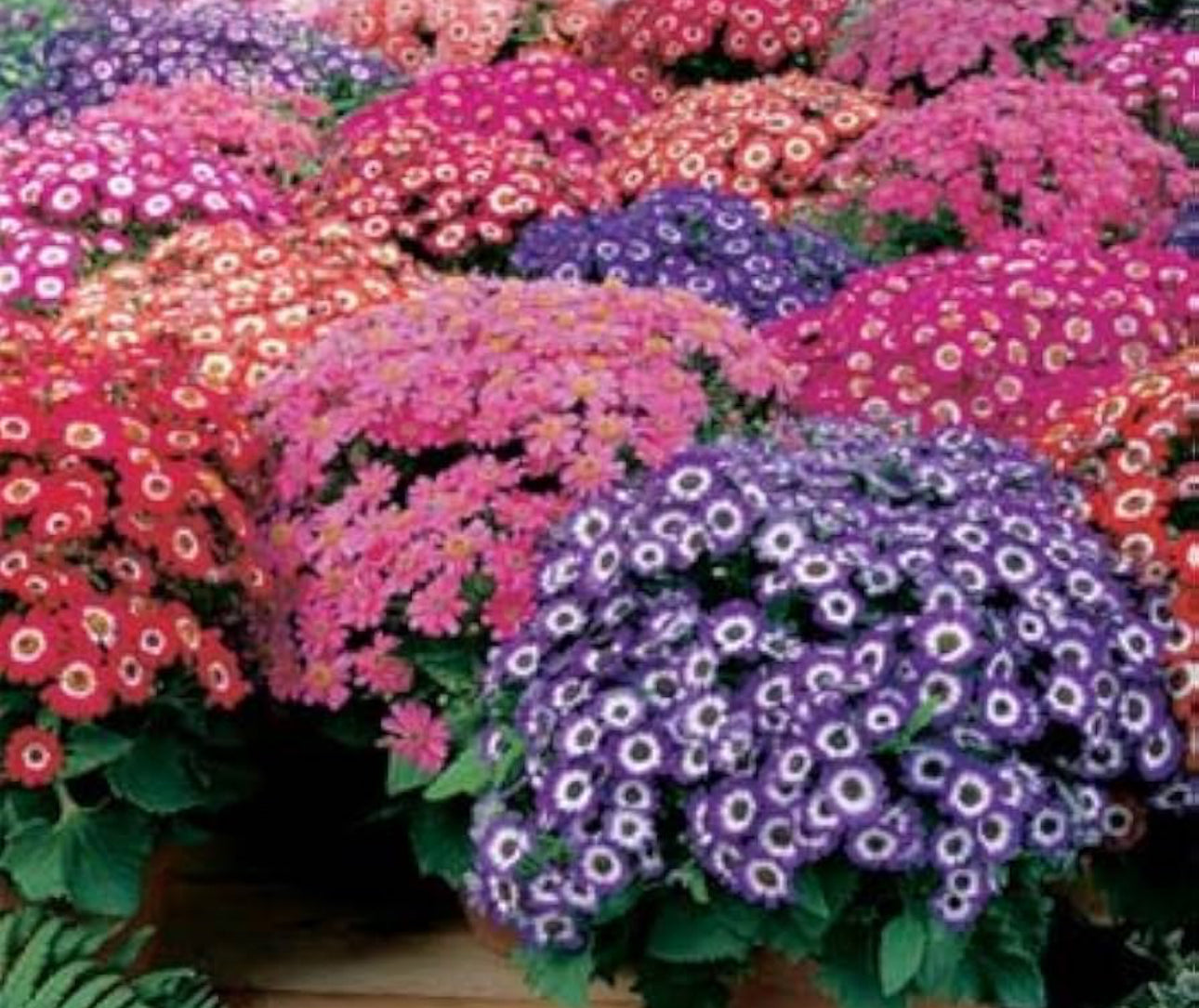 Cineraria Enana( Spain)