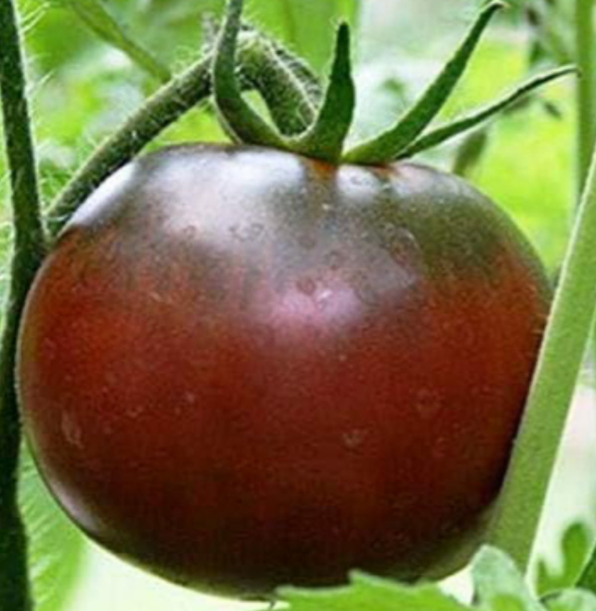Tomato - Black Altai
