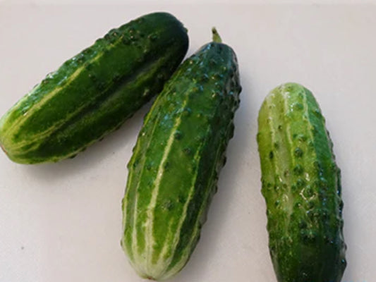 Bush Crop Cucumber