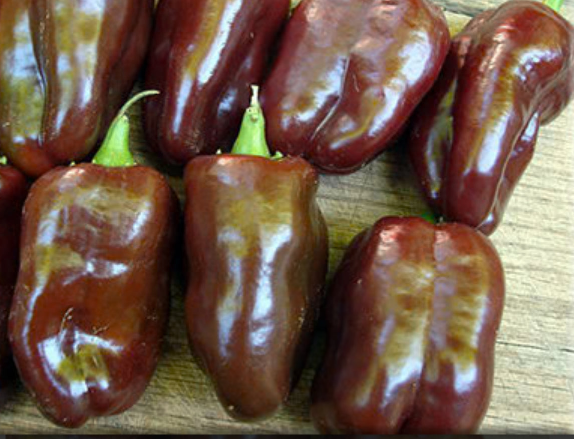 Pepper Sweet Chocolate 6 inch pot