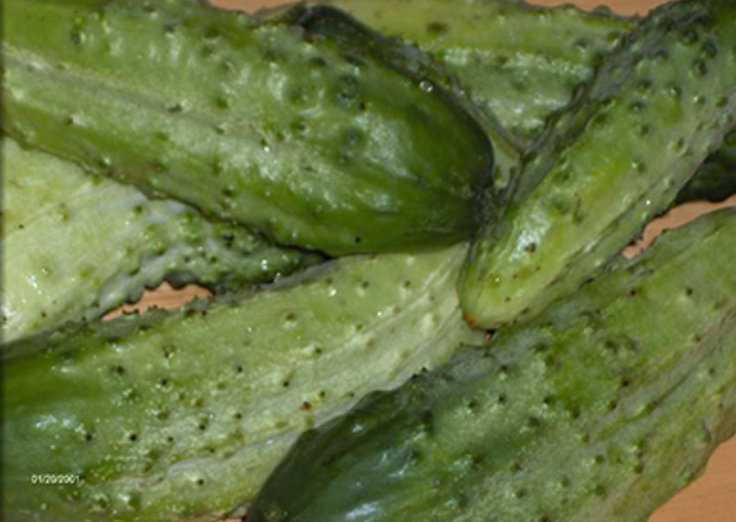 Boston Pickling Cucumber