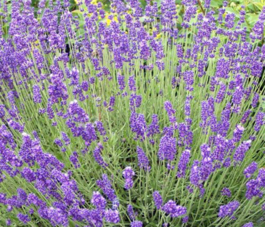 Lavanda English Vraie
