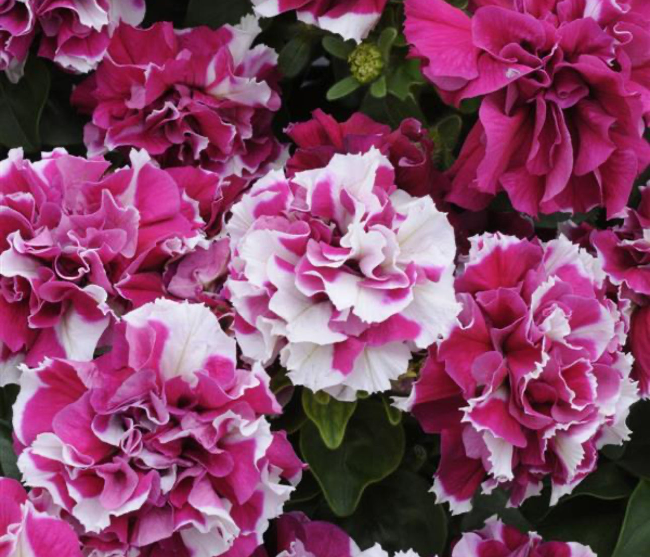 Petunia Madness Double Rose to White