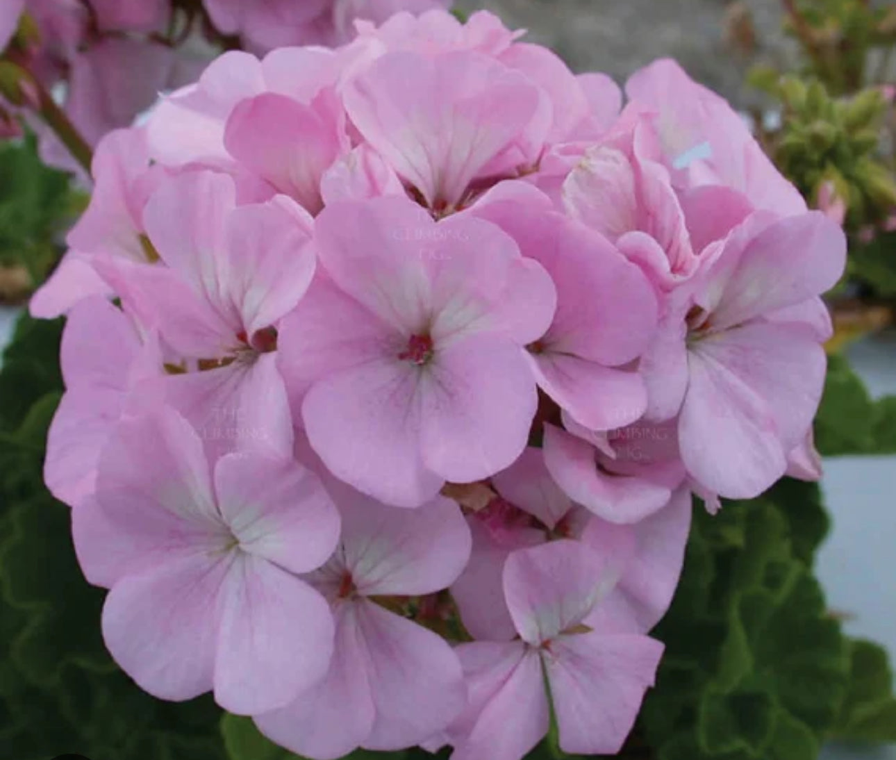 Geranium Pinto Quick Silver