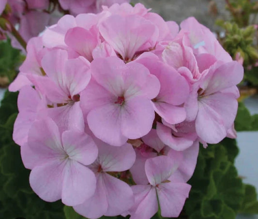 Geranium Pinto Quick Silver