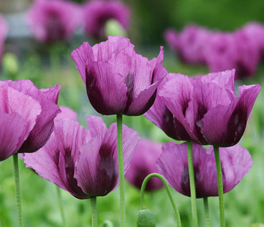 Hungarian Blue Poppy