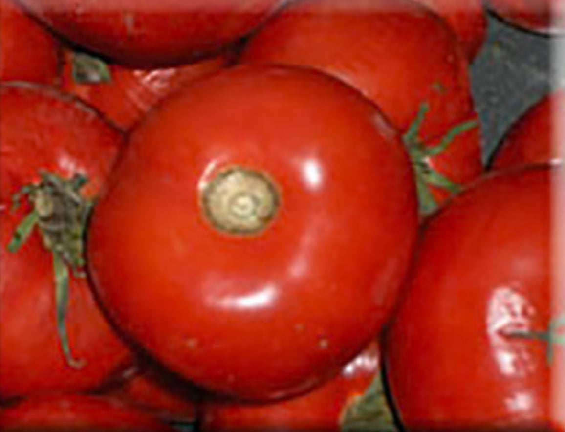 Tomato- Monomakh’s Hat