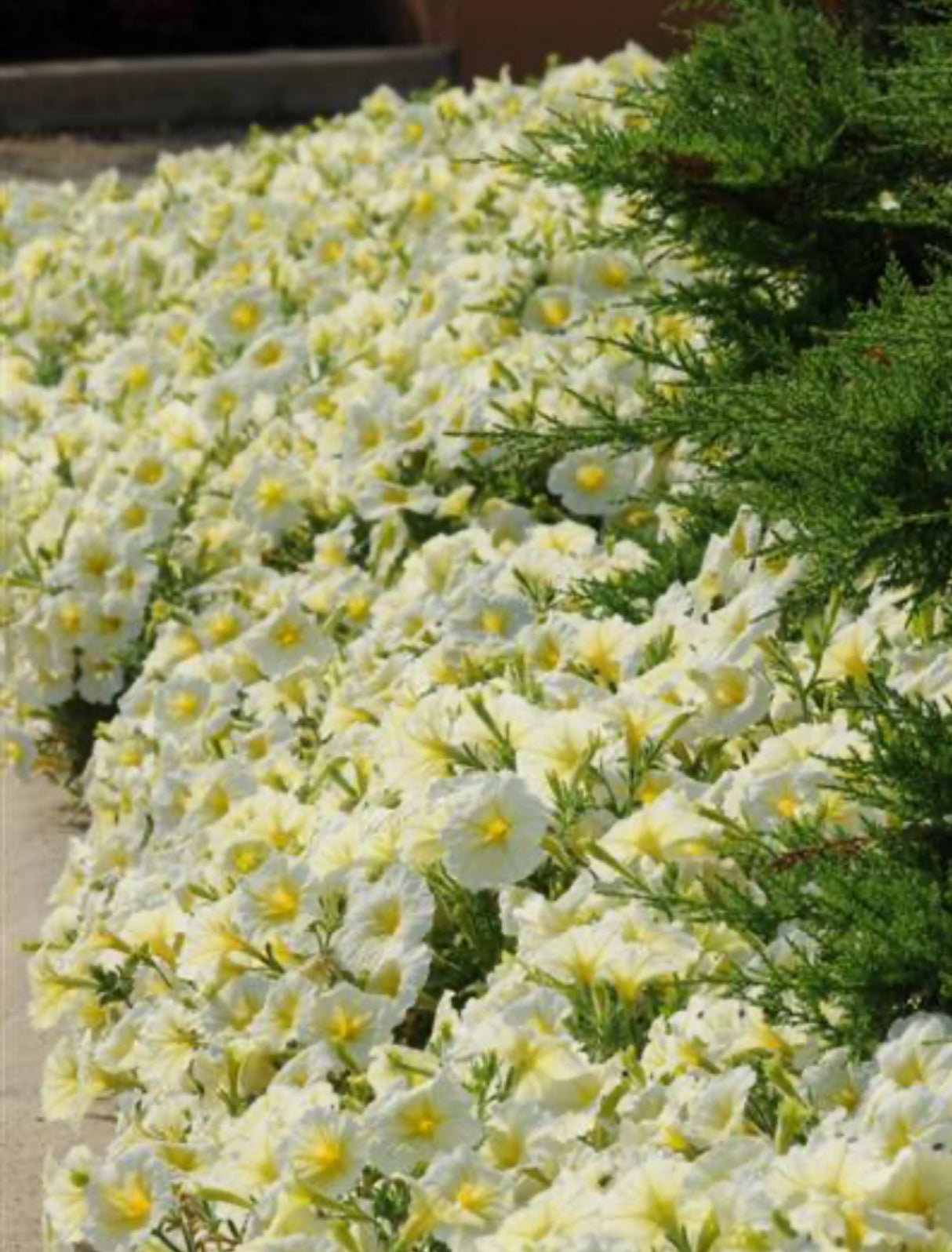 Petunia Yellow Madness