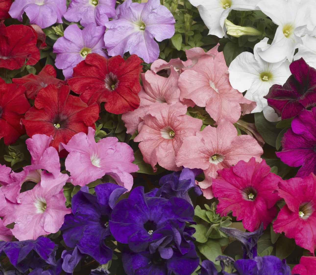 Tritunia Mix Proformula