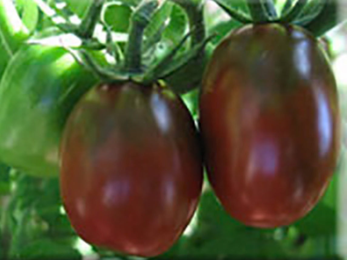 Tomato - Black Plum