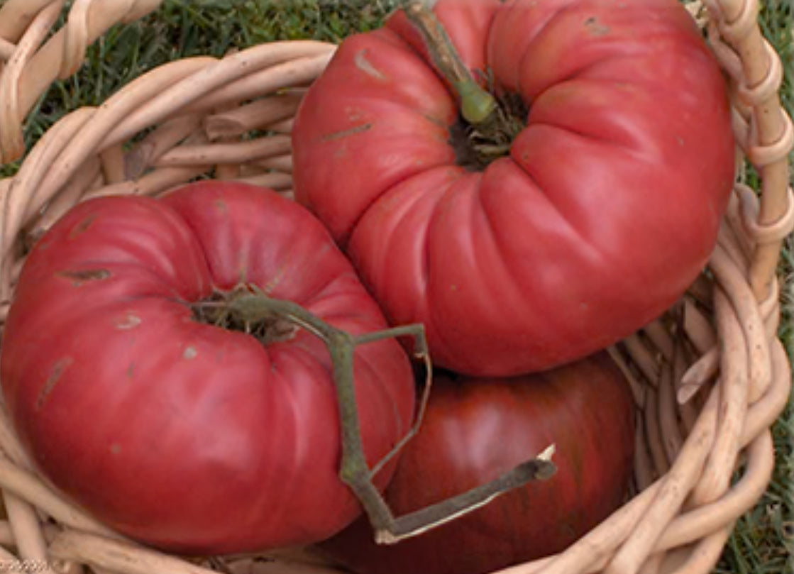 Tomato - Cleopatra Pink ( Rare)