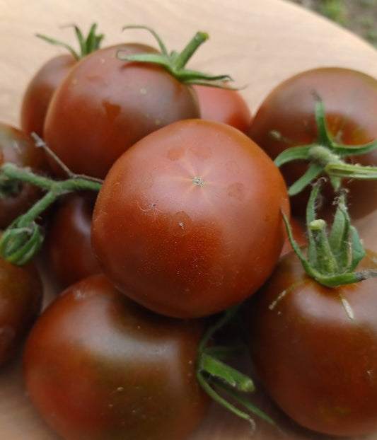 Tomato - Black Prince