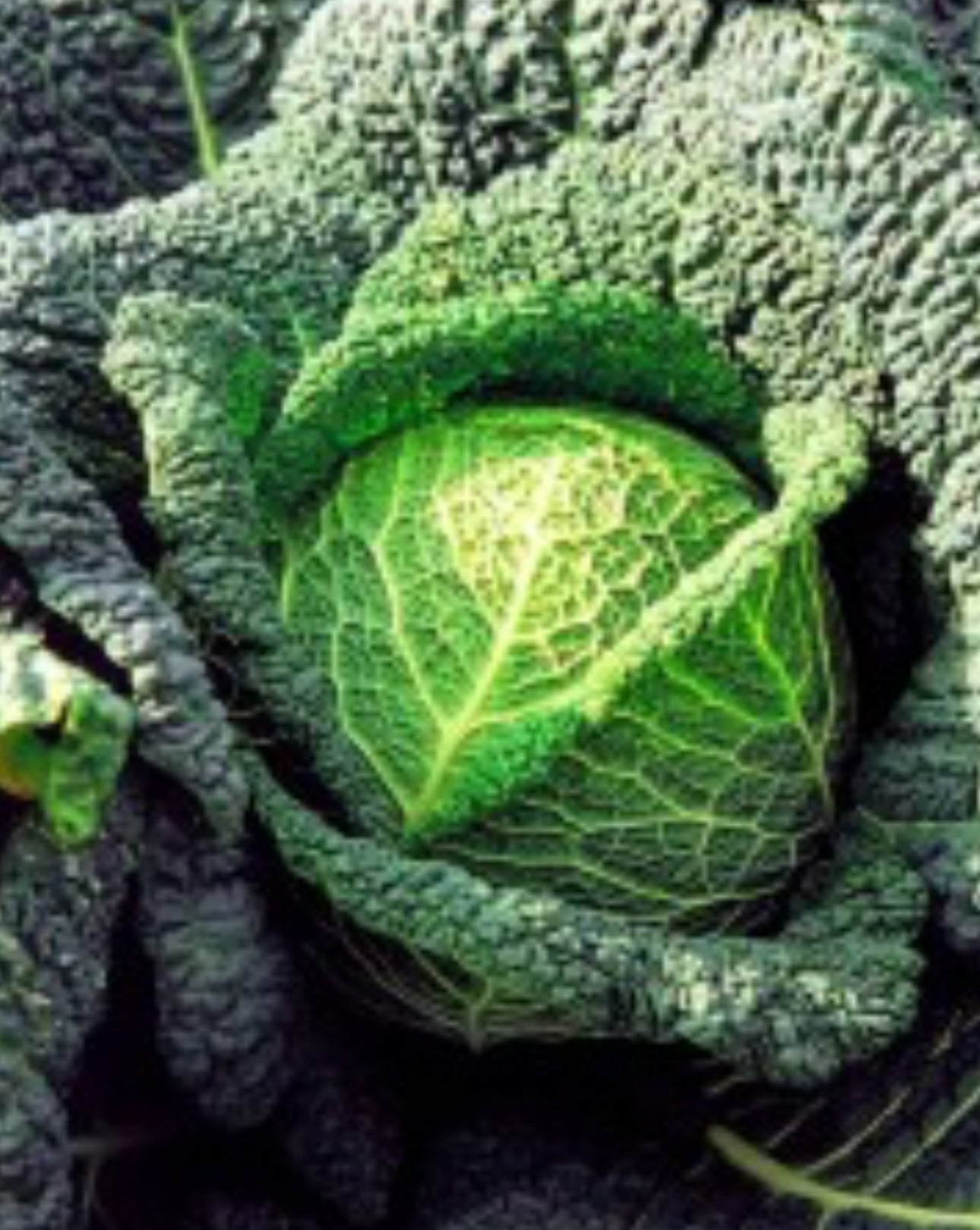 Cabbage Vertus Savoy
