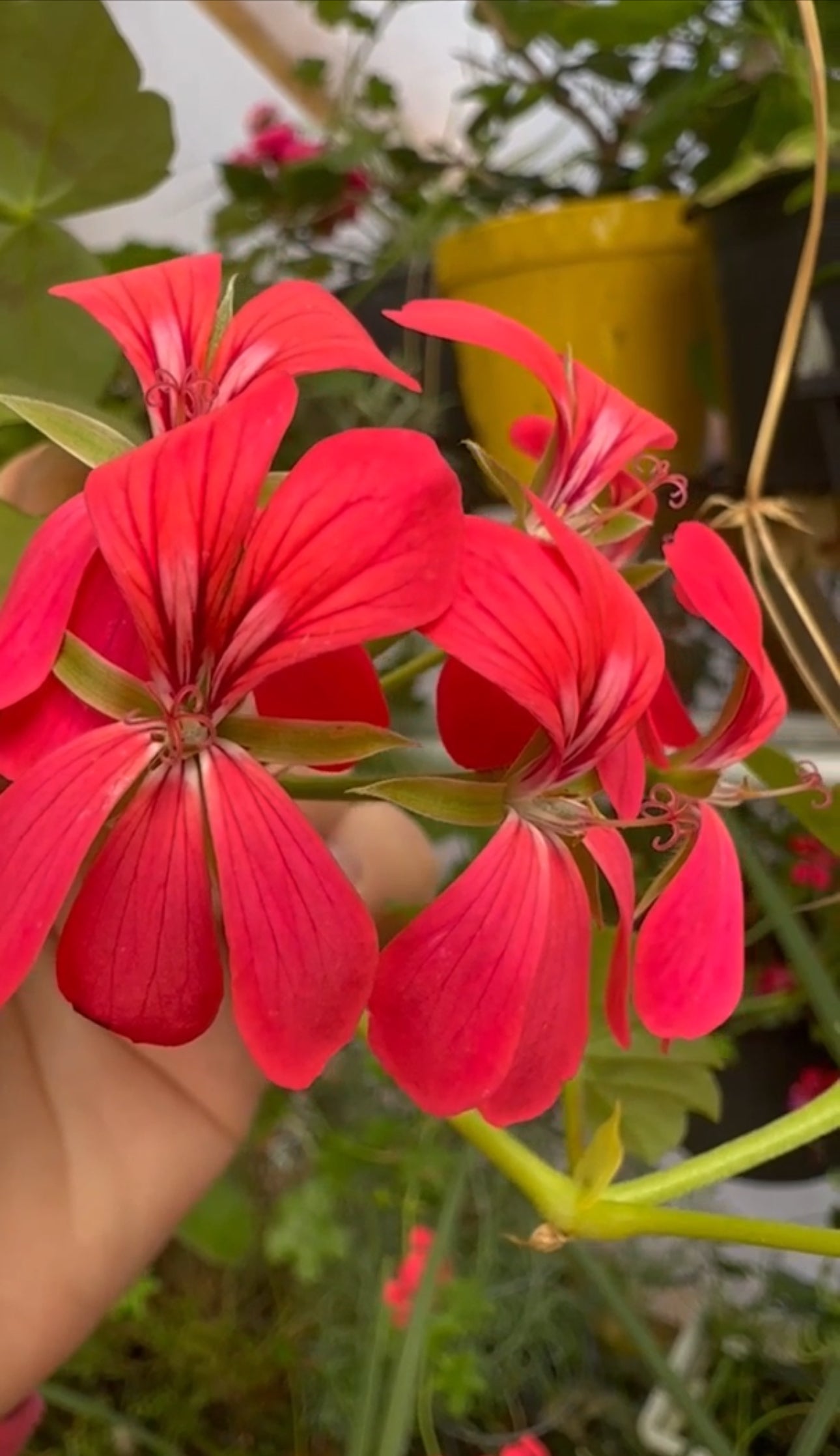 Ivy-leaved pelargonium