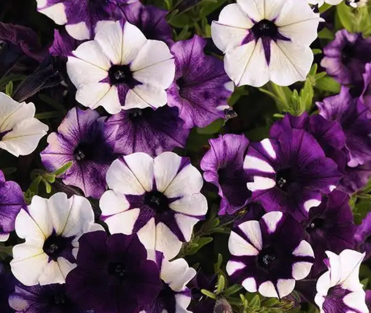 Petunia Shock Wave Pirple Tie  Dye