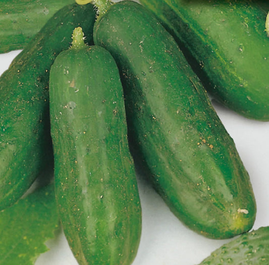 Early Green Cluster Cucumber( Rare)