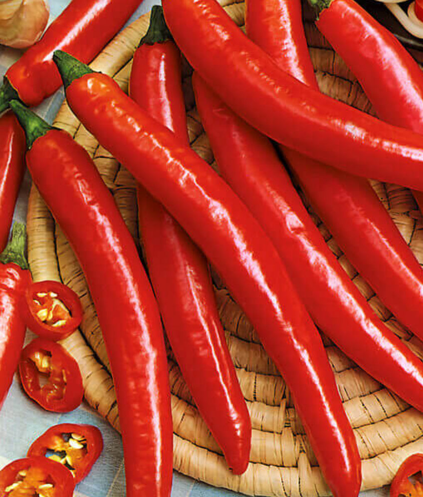 Long Red Cayenne 6 inch pot
