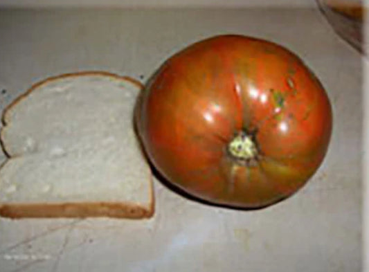 Tomato - Sylvan Gaume ( Rare)