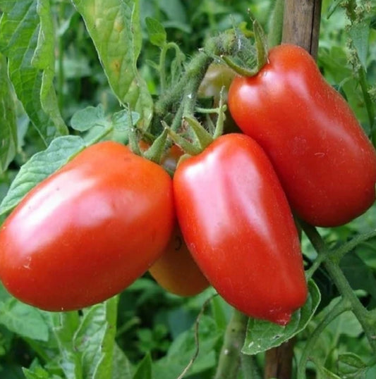 Tomato-Rio Grand Plum