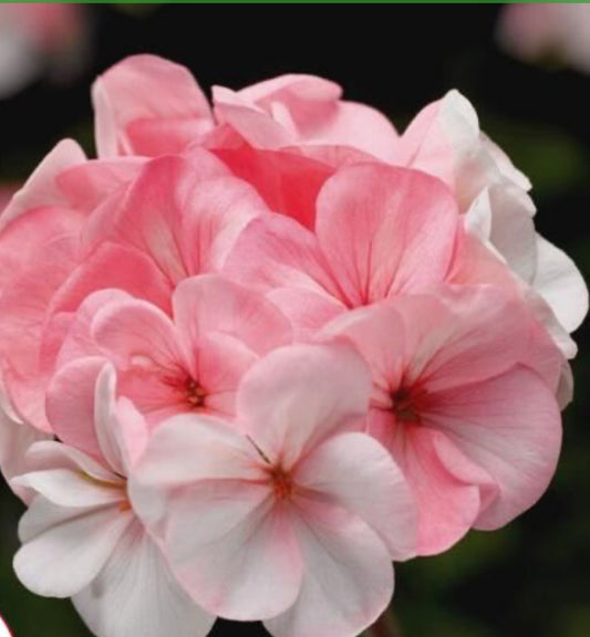Geranium Pinto White to Rose