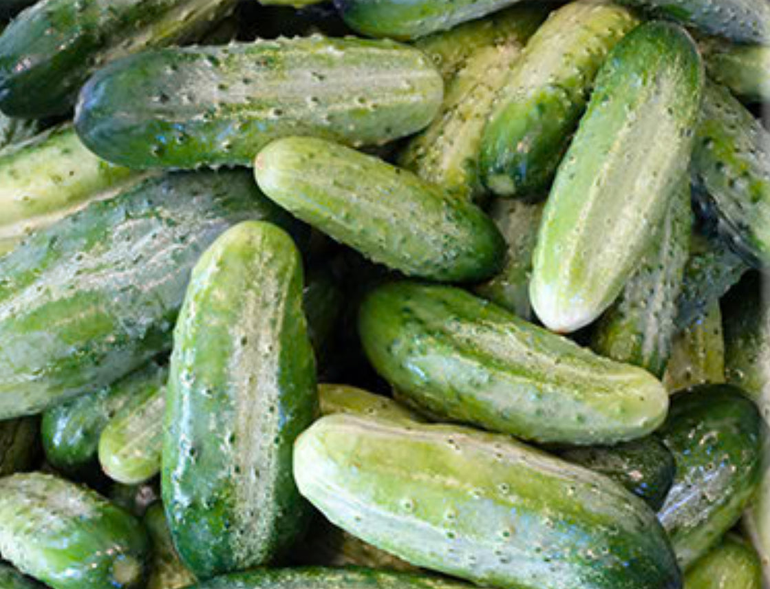 Morden Early Cucumber