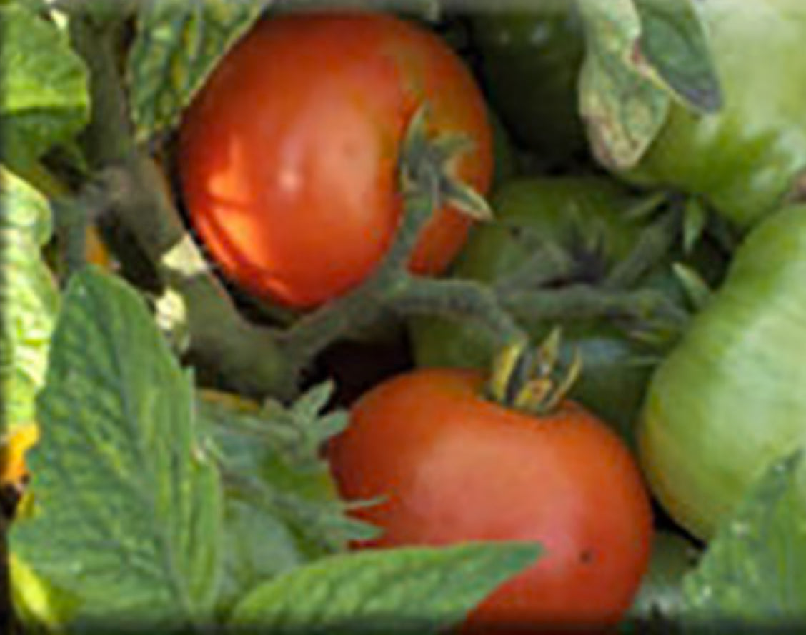 Tomato -  Early Russian Saskatchewan