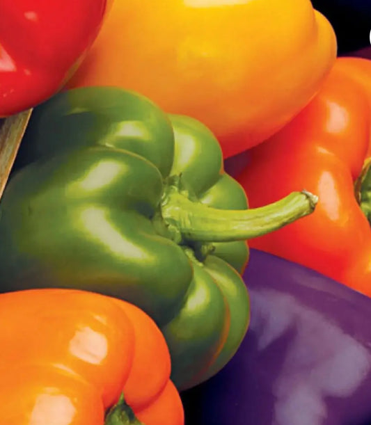 Pepper Bell Color mix 3 inch pot