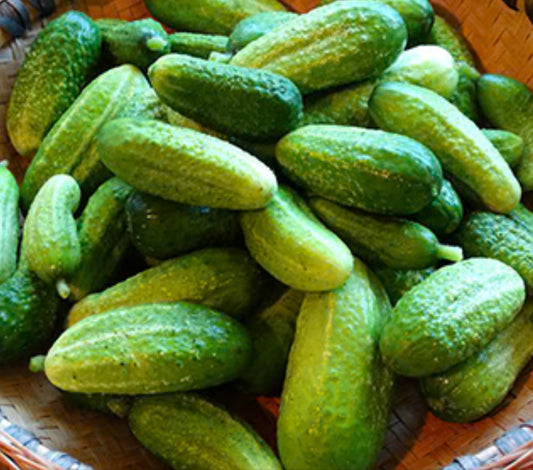 Sushyk Cucumber