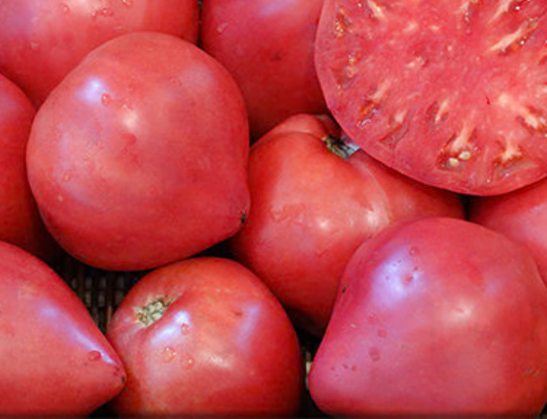 Tomato-Oxheart Livingston’s Giant