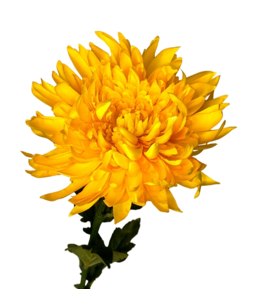 Chrisantemo Amarillo