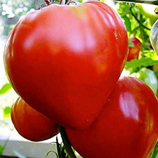 Tomato-Karen’s Mom Oxheart