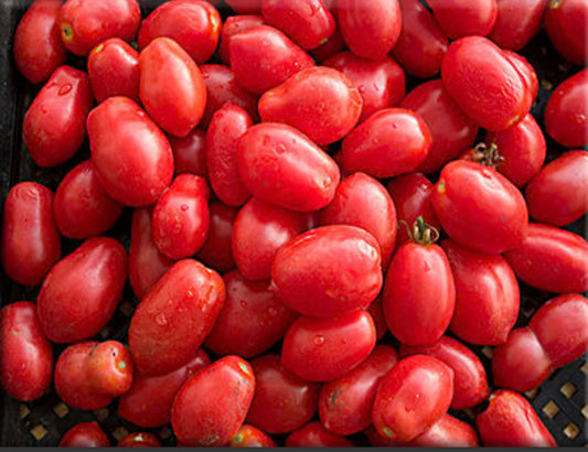 Tomato-Re Umberto ( Rare)