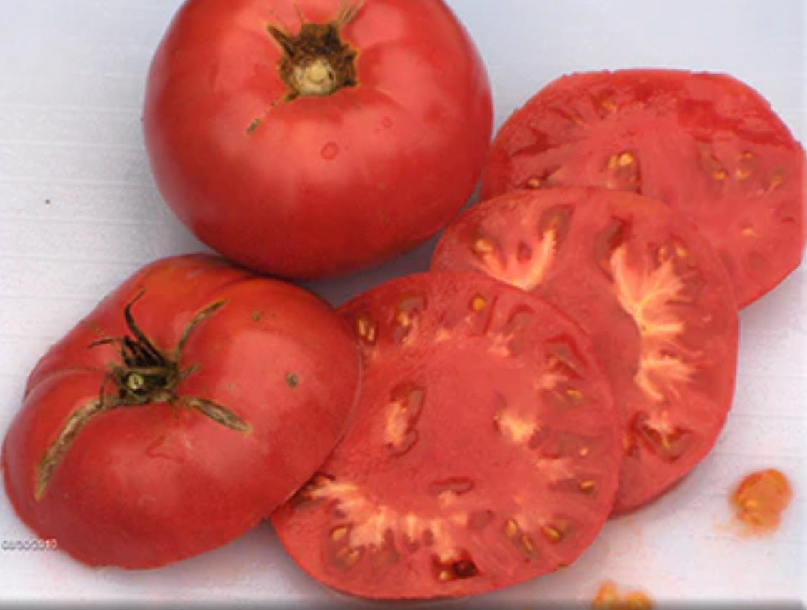 Tomato - Gregori’s Altai