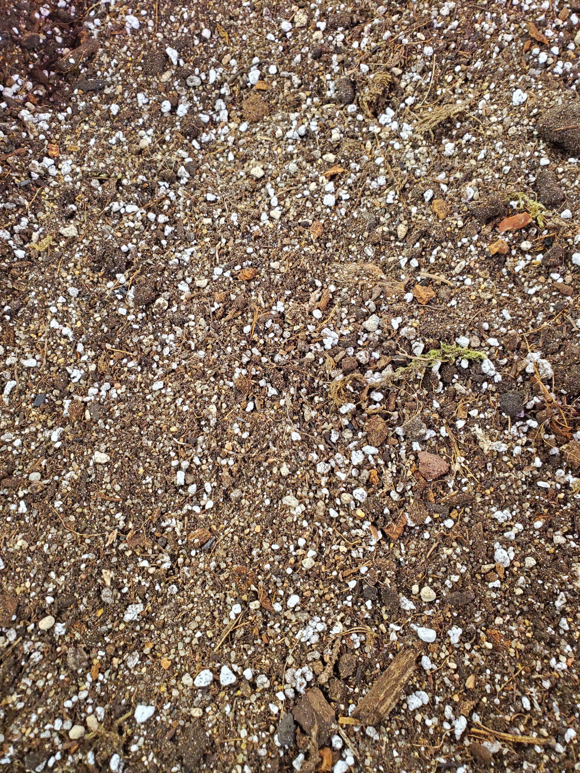 NewRoots Premium Cactus / Succulent Soil - NewRoots Plants