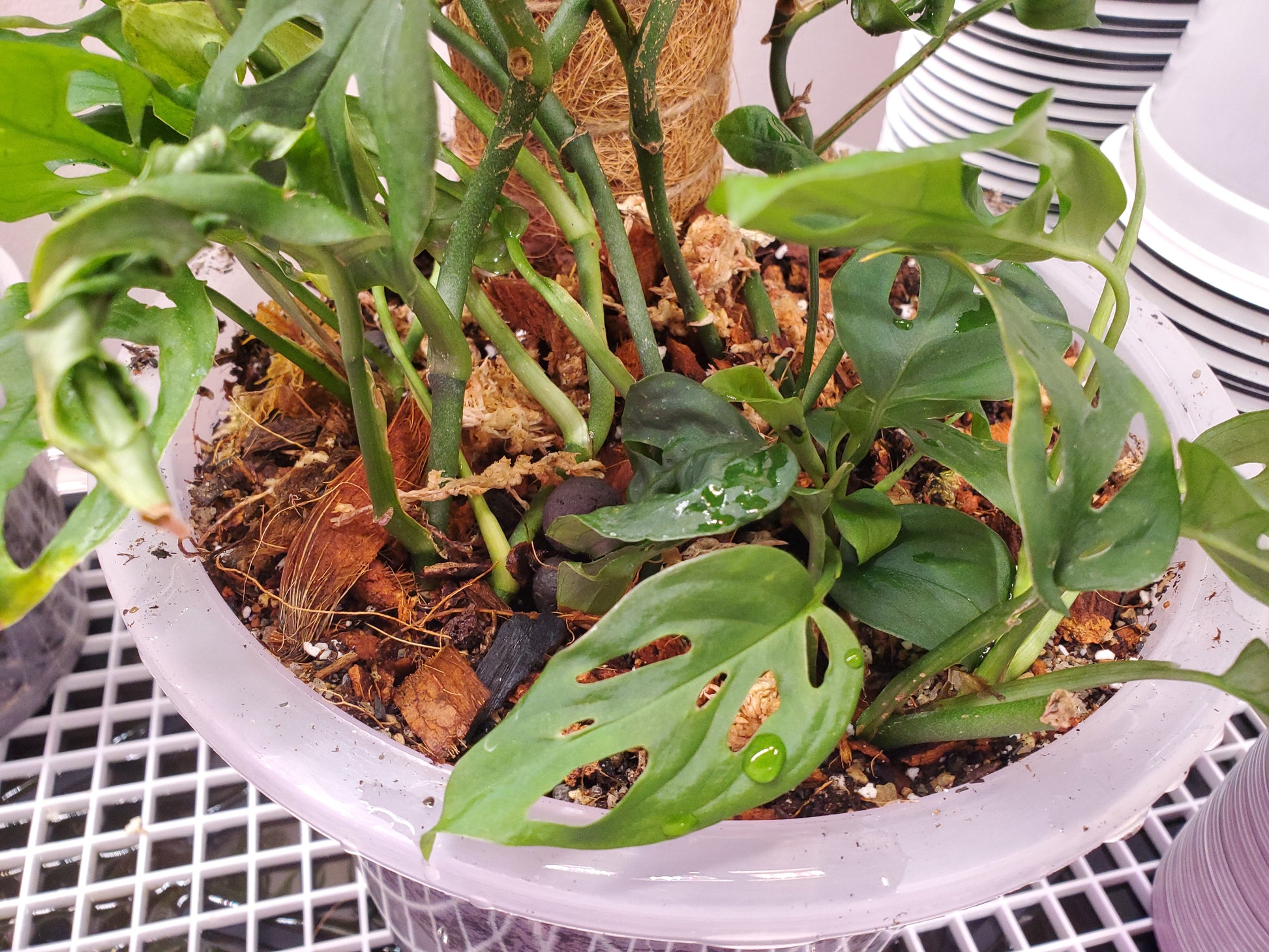 NewRoots Premium Aroid Soil - Custom formulated 12 ingredient Soil Mix - NewRoots Plants